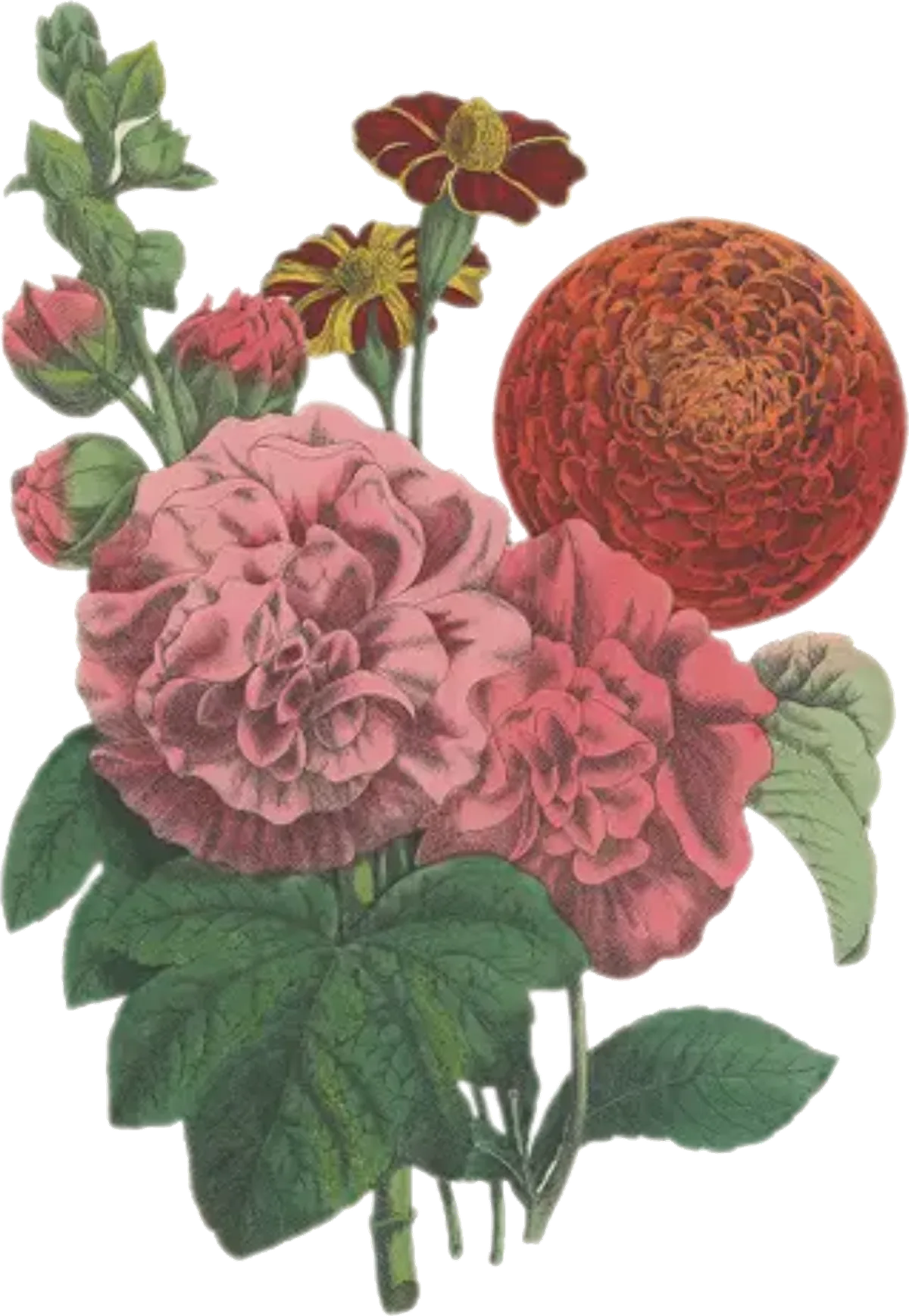 Hand-colored botanical illustration of a pink hollyhock, red dahlia, and French marigolds.